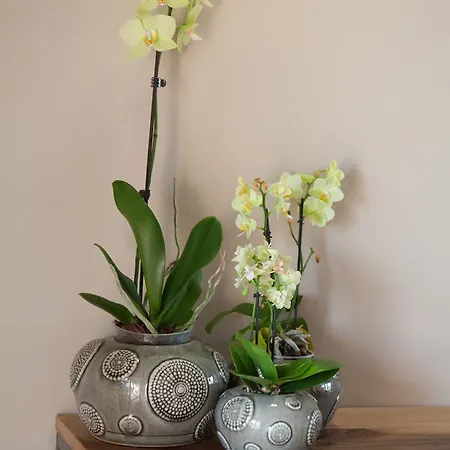 Cilda Olleros de Pisuerga